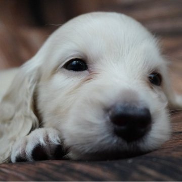 ミニチュアダックスフンド(ロング)【滋賀県・男の子・2025年9月12日・イエロー】の写真「お顔が優しい男の子👦🏻🧡」