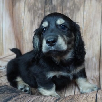 ミニチュアダックスフンド(ロング)【滋賀県・男の子・2025年9月12日・ブラック&イエロー】の写真「パパ似の可愛い男の子🐶💜」