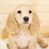 ミニチュアダックスフンド(ロング)