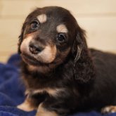 ミニチュアダックスフンド(ロング)