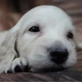 ミニチュアダックスフンド(ロング)【滋賀県・男の子・2025年9月12日・イエロー】の写真1