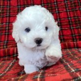 ビションフリーゼ