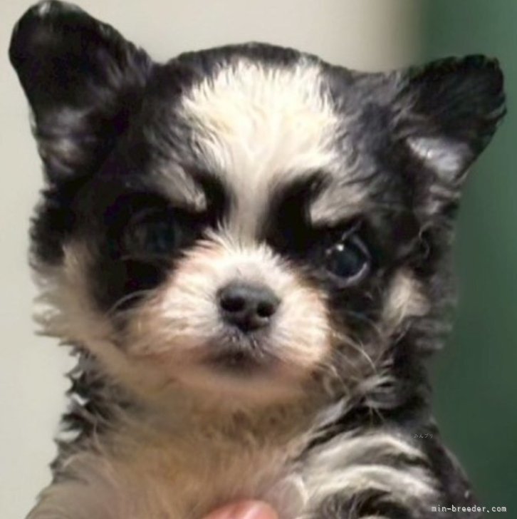 ブリーダー画像