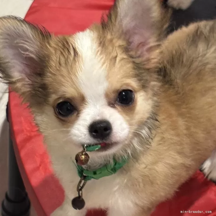 ゆう丸 様のお迎えした子犬