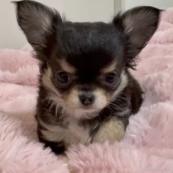 ID:2501-00534の子犬