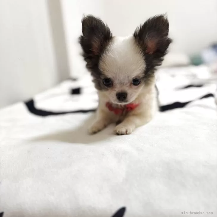 チワワ(ロング)【大分県・男の子・2025年5月31日・ホワイト&amp;ブラック】の写真1