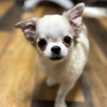 チワワ(ロング)【大分県・男の子・2025年5月18日・白、グレー(多分変わります)】の写真「とっても人懐っこい子🩵」