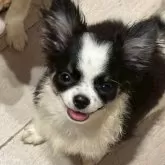 チワワ(ロング)