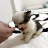 チワワ(ロング)【大分県・男の子・2025年5月31日・ホワイト&ブラック】の写真2