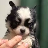 チワワ(ロング)【大分県・女の子・2025年7月28日・ブラックタンホワイト】の写真3