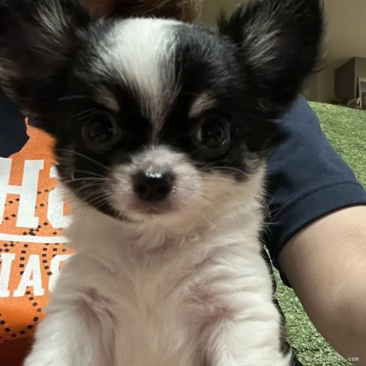 ID：2305-00009の子犬