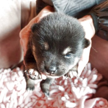 柴犬(豆柴)【高知県・女の子・2025年10月9日・黒色】の写真「土佐のはちきんちゃん🩷現在573g🩷」