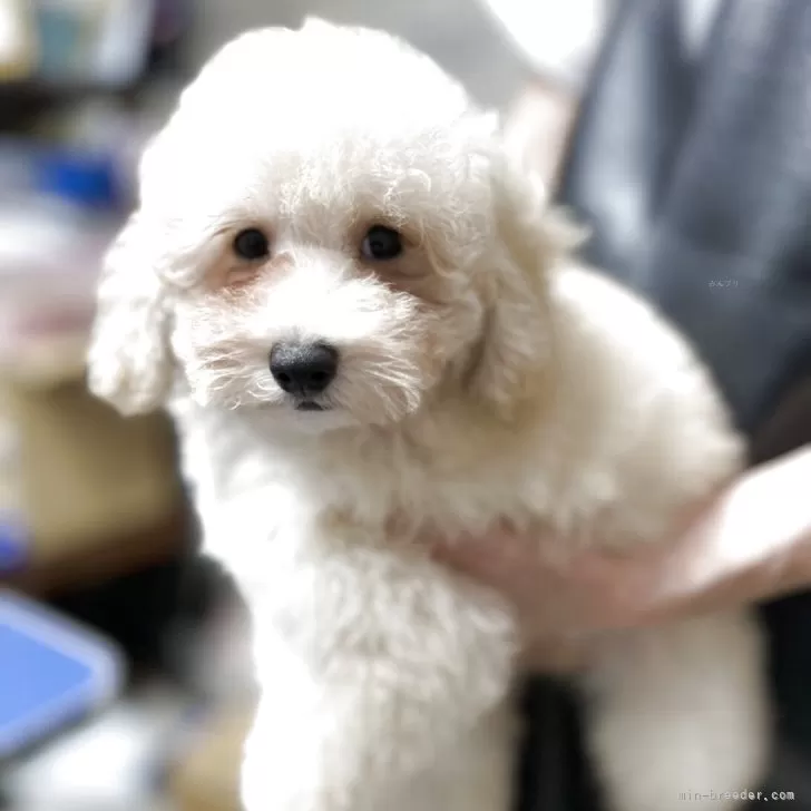 トイプードル(トイ)【沖縄県・男の子・2025年3月13日・クリーム】の写真1「4兄妹の男の子✨🐶とてもフレンドリー💖」