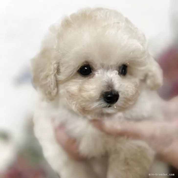 ID:2506-01115の子犬