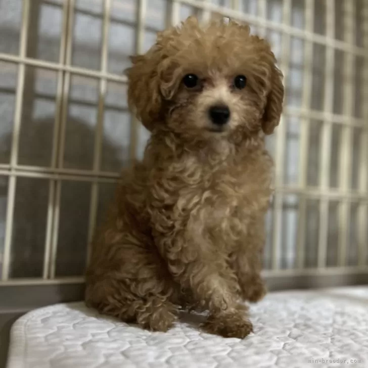 M.M 様のお迎えした子犬