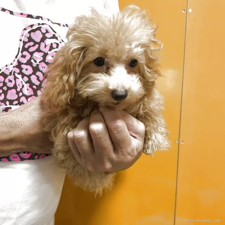 ティーカッププードル【沖縄県・女の子・2025年4月11日・アプリコット】の写真1「小ぶり😍🐶✨」