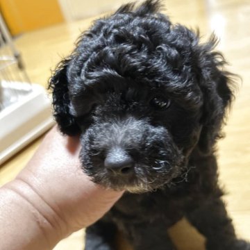 トイプードル(トイ)【沖縄県・女の子・2025年3月13日・シルバー】の写真「シルバーちゃん🐶✨」