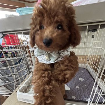 トイプードル(トイ)【沖縄県・女の子・2024年10月4日・レッド】の写真「遊び好き！甘えん坊🥰🐶✨」