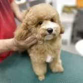 トイプードル(トイ)【沖縄県・女の子・2025年1月17日・レッド&ホワイト】の写真1「わんぱく女の子🐶✨」