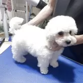 ビションフリーゼ