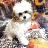 ティーカッププードル【沖縄県・女の子・2025年5月22日・アプリコット】の写真3「お目目バッチリ✨😍」