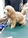 トイプードル(トイ)【沖縄県・女の子・2025年1月17日・レッド&ホワイト】の写真3「トリミング中✂️お利口さん🥰」