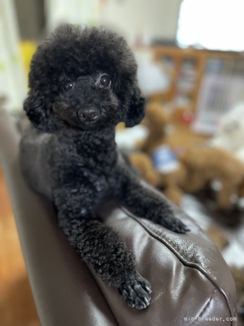 トイプードル【・女の子・2020年6月24日・ブラック】「甘えん坊だよー😊」