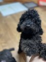 トイプードル(トイ)【・女の子・2022年3月12日・ブラック】「甘えん坊🐶✨」