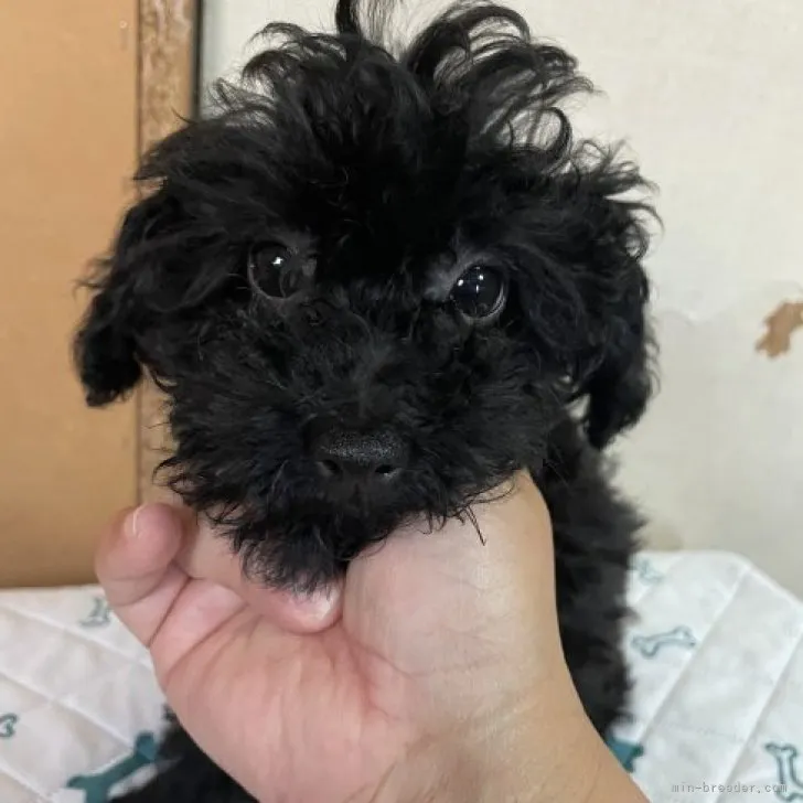 ID：2301-03914の子犬