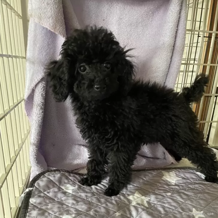 ヤマ 様のお迎えした子犬