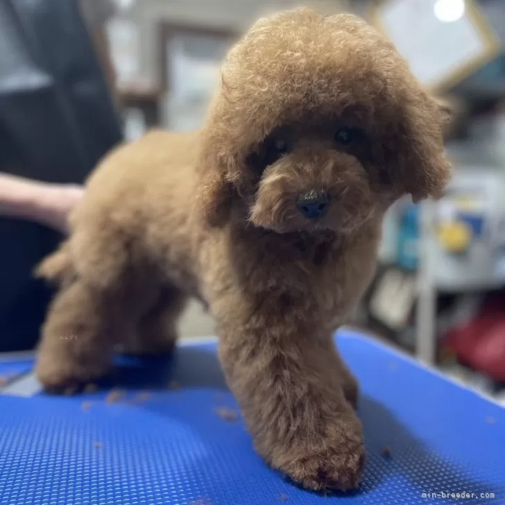 ジョアンシー 様のお迎えした子犬