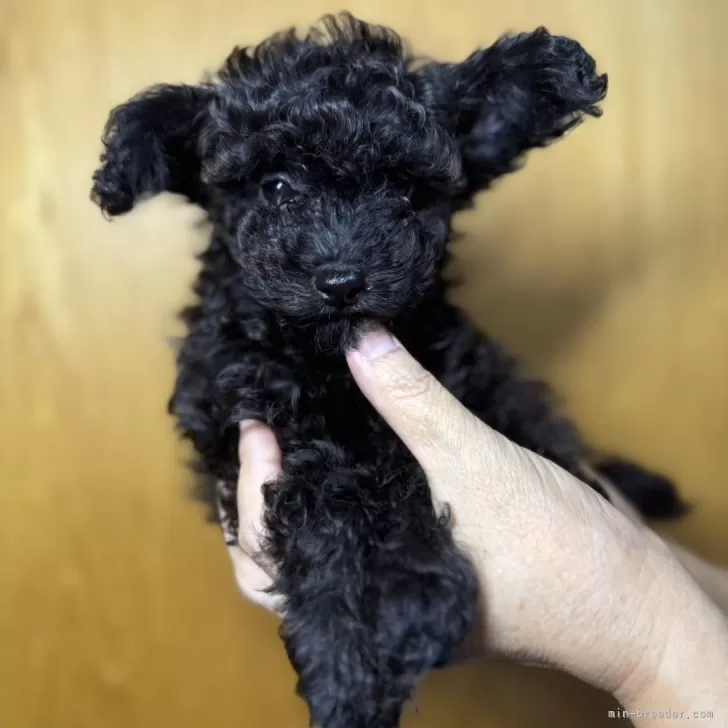 ID：2408-01436の子犬