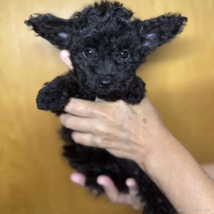 ID：2408-01168の子犬