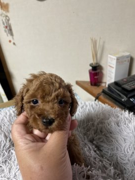 トイプードル(トイ)【沖縄県・男の子・2022年2月20日・レッド】の写真「3頭兄妹の中で、身体は小さめの男の子！」