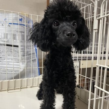 トイプードル(トイ)【沖縄県・女の子・2024年3月13日・ブラック】の写真「お目々パッチリ💖🐶✨」