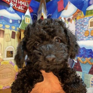 トイプードル(トイ)【沖縄県・男の子・2022年10月5日・ブラック】の写真「パパ似のお目々パッチリ！
骨格🦴がっしり✨😍」