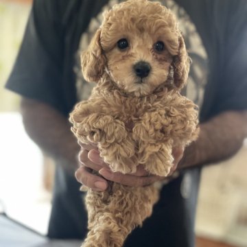 トイプードル(トイ)【沖縄県・女の子・2024年5月28日・アプリコット】の写真「好奇心旺盛！
甘えん坊🐶な女の子✨」