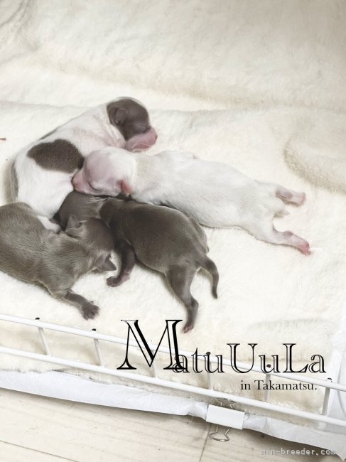 松浦彩織ブリーダーのブログ：出産情報2025.2月♪