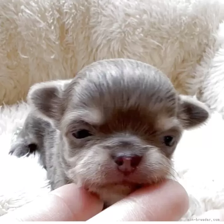 ID：2504-02330の子犬