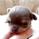 チワワ(ロング)【香川県・男の子・2025年2月14日・イザベラタン】の写真2