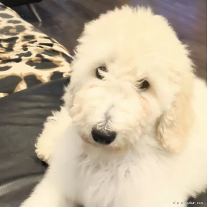 ID：2412-00275の子犬