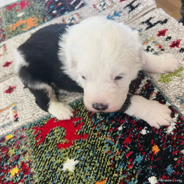 ID：2501-06050の子犬