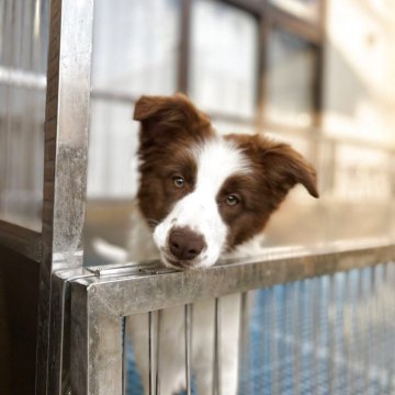 ボーダーコリー【栃木県・女の子・2025年7月4日・チョコレート&ホワイト】の写真「可愛い🩷」