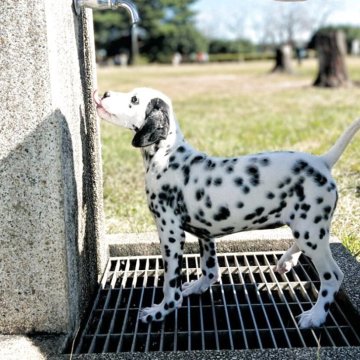 ダルメシアン【栃木県・女の子・2025年7月27日・ホワイト&ブラック】の写真「性格の良い」