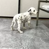 ダルメシアン