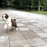 ボーダーコリー