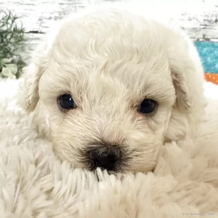 ID:2508-05402の子犬