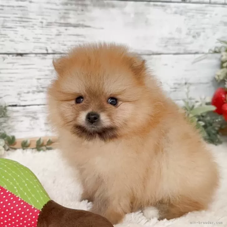 ID：2505-05576の子犬