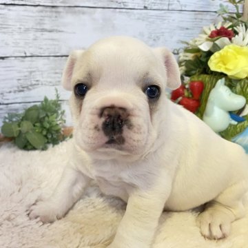 フレンチブルドッグ【群馬県・男の子・2024年12月7日・クリーム】の写真「足短♡鼻ぺちゃで可愛いお顔♡」
