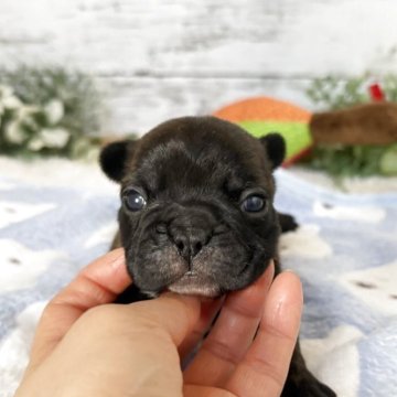 フレンチブルドッグ【群馬県・男の子・2025年11月9日・タイガーブリンドル】の写真「足短✨ムチムチボディの小柄なイケメンくん♡」